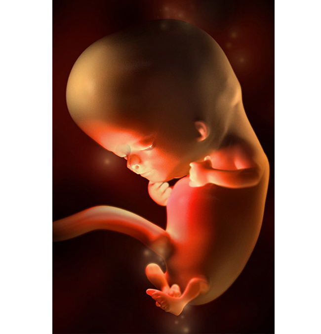Tuần 10

Vào tuần thai thứ 10, các cơ quan trên cơ thể thai nhi vẫn đang phát triển với tốc độ chóng mặt. Nhiều bộ phận quan trọng trong cơ thể em bé như não, thận, gan, phổi, tim… vẫn còn được hoàn thiện trong thời gian tới và sẽ phát triển đến mức hoàn hảo khi thai kỳ kết thúc.

Lúc này bé có kích thước khoảng 3cm và nặng 3,9g. Chiều dài cơ thể thai nhi sẽ tăng khoảng gấp đôi, gấp ba trong tuần tới.
