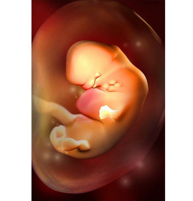 Tuần 6

Ở tuần thứ 6, thai nhi của bạn được khoảng 0,6cm và có kích thước bằng một hạt đậu Hà Lan. Lúc này, qua thiết bị siêu âm thai mẹ đã có thể nghe được tim thai của bé nhưng nếu chưa nghe được mẹ cũng đừng quá lo nhé. Vào khoảng tuần thứ 7-8 đi nghe tim thai là rõ nhất.
