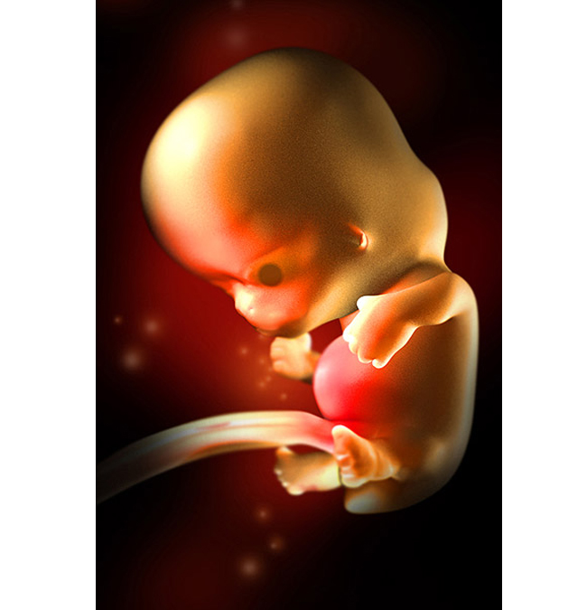 Tuần 8

Khi thai nhi được 8 tuần, tất cả các bộ phần cần thiết để phát triển thành một cơ thể sống đã hình thành đầy đủ ở trong phôi thai. Các chi đã rõ ràng, hàm ếch và răng đang hình thành, tai phát triển cả bên trong lẫn bên ngoài. Khung xương liên kết với các cơ để tạo hình cho cơ thể, khuôn mặt cũng được hình thành rõ nét hơn.

Ở tuần này, em bé của bạn đã nặng khoảng 0,9g và có kích thước 1,6cm.

BÀI LIÊN QUAN:

Hình ảnh tuyệt đẹp về trứng và tinh trùng

Đừng vô tình 'giết chết' tinh trùng!

“Soi tận mắt' quá trình thụ thai

Cận cảnh một ca đẻ mổ ở BV Việt Pháp

Có nên bóc mỡ bụng khi đẻ mổ?

Vào phòng sinh xem một ca đẻ mổ

'Quá tiếc' nếu không đẻ thường

Quá đẹp thước ảnh sinh con dưới nước
