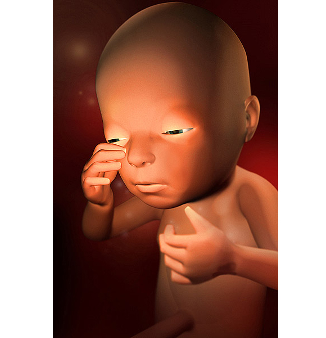 Tuần 27

Ở tuần thai này, em bé của bạn đã có thể nhắm mắt, mở mắt bình thường, đều đặn khi ngủ hay khi thức, thậm chí cả việc mút ngón tay.
