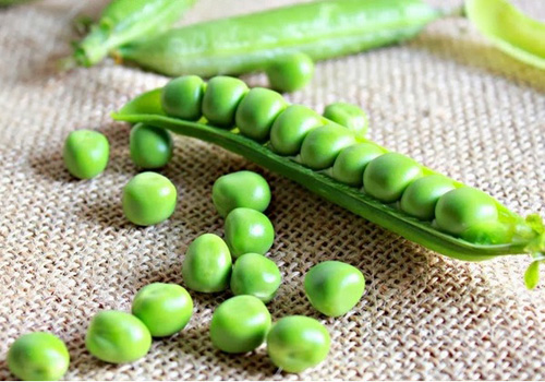 Cách bảo quản đậu Hà Lan tươi - 1