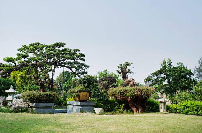 Chồng Khánh Linh đã đi khắp 64 tỉnh thành để sưu tầm các loại cây quý hiếm mang về đây.
