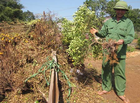 Quất rụng trái, nông dân thiệt hại nặng - 1