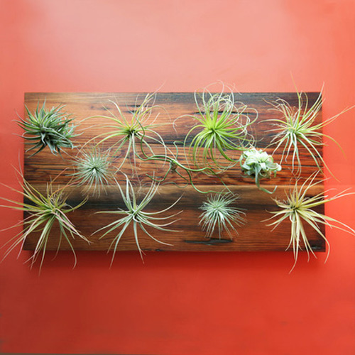 Cây không khí: Điều hòa xanh cho nhà đẹp - 1