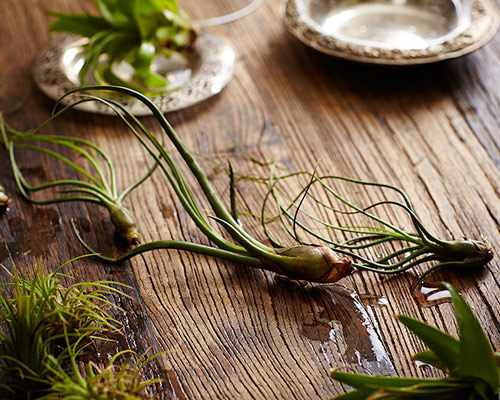 Cây không khí: Điều hòa xanh cho nhà đẹp - 11