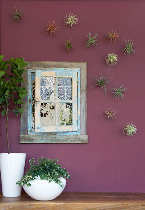 Cây không khí: Điều hòa xanh cho nhà đẹp - 2