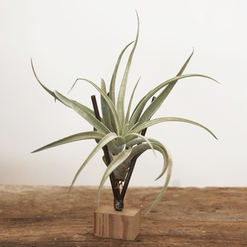 Cây không khí: Điều hòa xanh cho nhà đẹp - 3