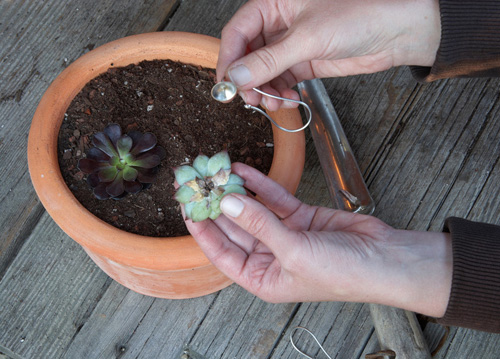 Cây không khí: Điều hòa xanh cho nhà đẹp - 5