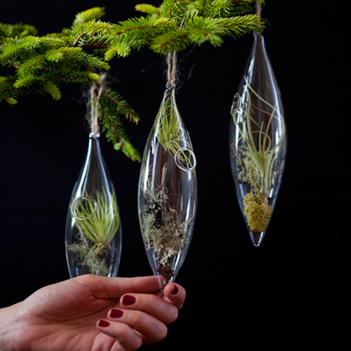 Cây không khí: Điều hòa xanh cho nhà đẹp - 6