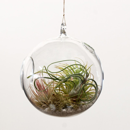 Cây không khí: Điều hòa xanh cho nhà đẹp - 7