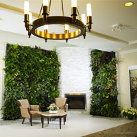 Cây không khí: Điều hòa xanh cho nhà đẹp - 13