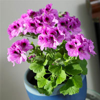 Cây không khí: Điều hòa xanh cho nhà đẹp - 14