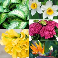 Cây không khí: Điều hòa xanh cho nhà đẹp - 17