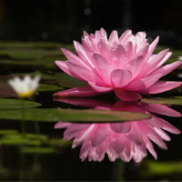 Cây không khí: Điều hòa xanh cho nhà đẹp - 18