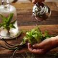 Nhà đẹp - Cây không khí: Điều hòa xanh cho nhà đẹp