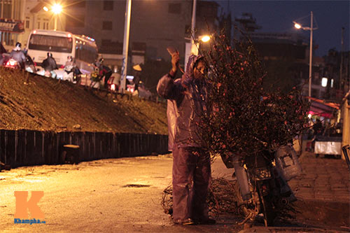 Người Hà Nội sắm đào đón Tết sớm - 12