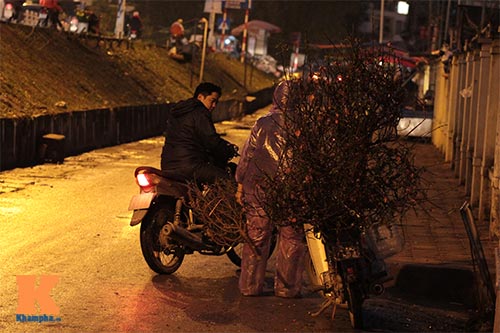 Người Hà Nội sắm đào đón Tết sớm - 13