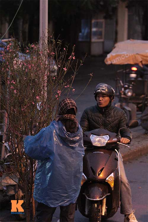 Người Hà Nội sắm đào đón Tết sớm - 6