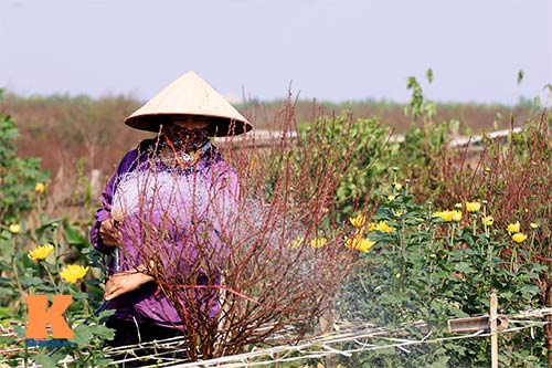 Người nông dân chăm sóc đào Tết ở vườn Nhật Tân - 11