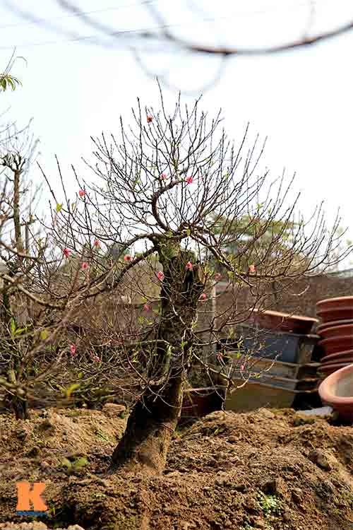 Người nông dân chăm sóc đào Tết ở vườn Nhật Tân - 6