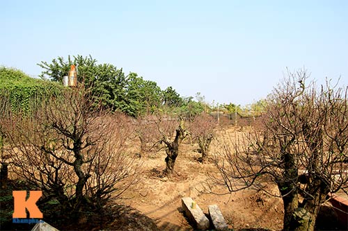 Người nông dân chăm sóc đào Tết ở vườn Nhật Tân - 1