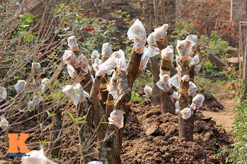 Người nông dân chăm sóc đào Tết ở vườn Nhật Tân - 12