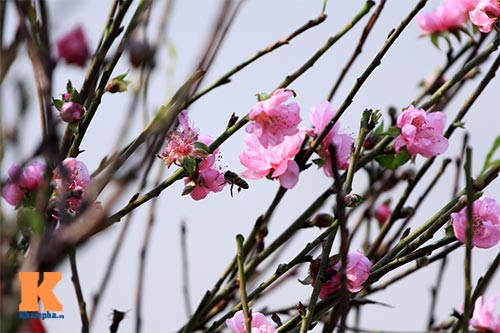 Người nông dân chăm sóc đào Tết ở vườn Nhật Tân - 15