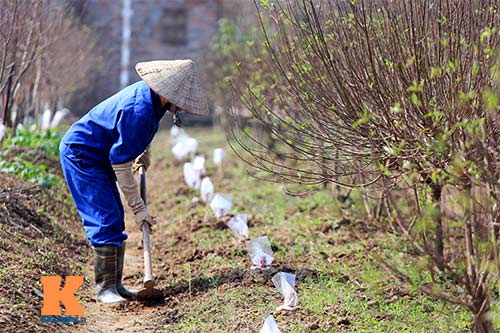 Người nông dân chăm sóc đào Tết ở vườn Nhật Tân - 9