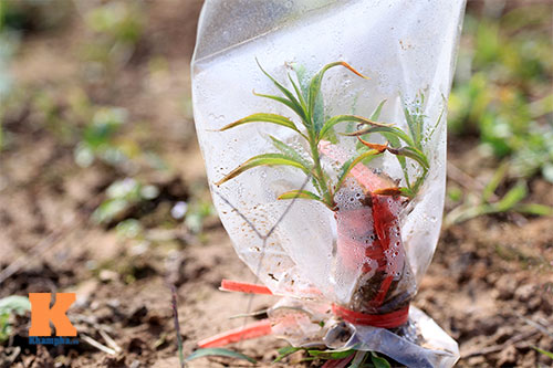 Người nông dân chăm sóc đào Tết ở vườn Nhật Tân - 13