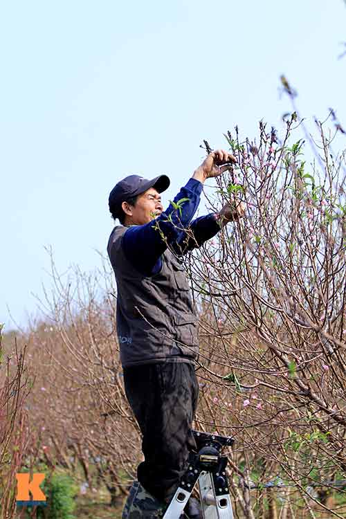 Người nông dân chăm sóc đào Tết ở vườn Nhật Tân - 7