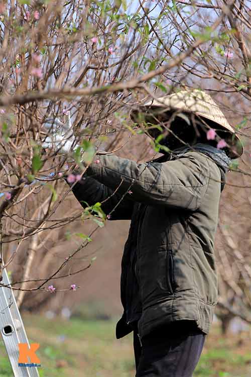 Người nông dân chăm sóc đào Tết ở vườn Nhật Tân - 8