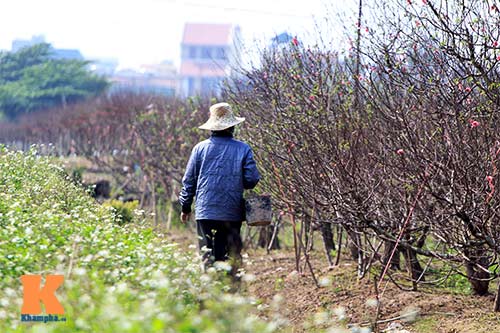 Người nông dân chăm sóc đào Tết ở vườn Nhật Tân - 10