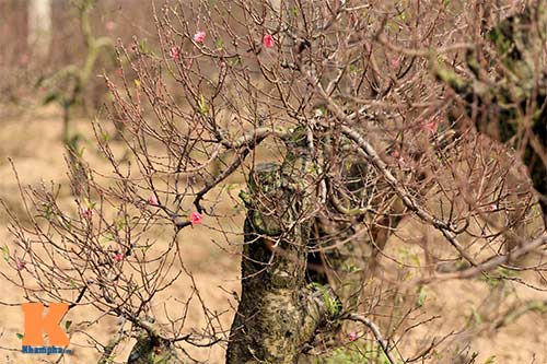 Người nông dân chăm sóc đào Tết ở vườn Nhật Tân - 3