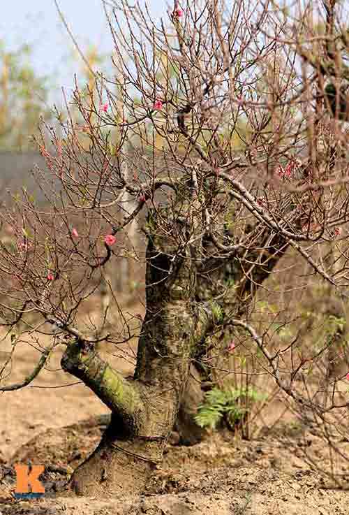 Người nông dân chăm sóc đào Tết ở vườn Nhật Tân - 5