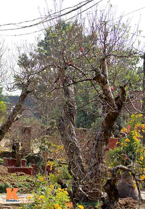 Người nông dân chăm sóc đào Tết ở vườn Nhật Tân - 4