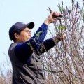 Tin tức - Người nông dân chăm sóc đào Tết ở vườn Nhật Tân
