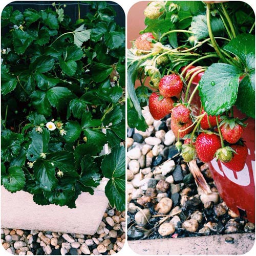 Top rau sạch gây #039;sốt#039; chị em năm 2013 - 1