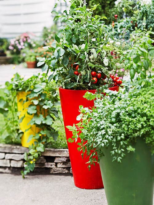 Top rau sạch gây #039;sốt#039; chị em năm 2013 - 2