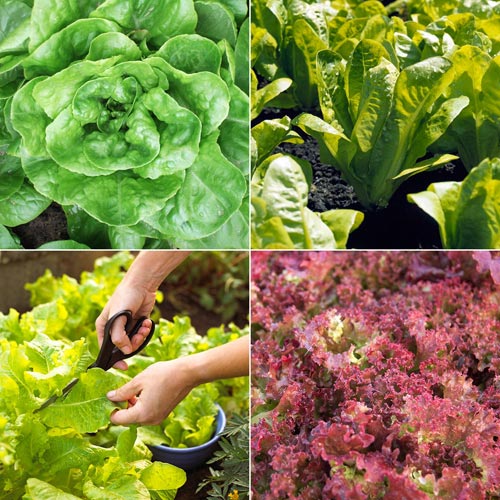 Top rau sạch gây #039;sốt#039; chị em năm 2013 - 3