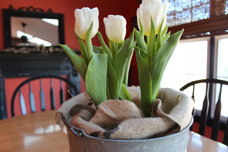 18. Tulip

Tên khoa học là Tulipa spp. Củ cây có chất Tulipene, ăn phải sẽ gây chóng mặt, buồn nôn.

Bài liên quan:

Sốc: 10 loại cây cảnh gây chết người

9 loại cây cảnh hút khí độc cực tốt

10 cây cảnh giúp tiền vào như nước

6 bước trồng hoa Súng cực 'đỉnh'
