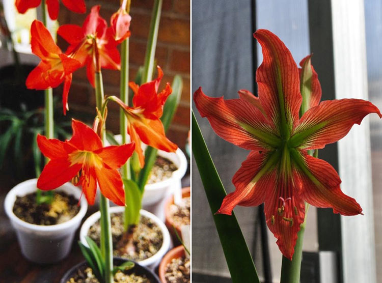 20. Huệ Lili

Tên khoa học là Hippeastrum puniceum. Củ cây có chất độcLycorine gây tiêu chảy, buồn nôn, ói mửa khi ăn phải. Nhựa cây có thể gây nôn mửa nếu ăn phải. Tránh tiếp xúc trực tiếp với da vì có thể gây bỏng rát, ngứa...

Bài liên quan:

Cây không khí: Điều hòa xanh cho nhà đẹp

Thanh lọc không khí bằng hoa Lan ý

Vựa hoa miền Tây trước ngày ra chợ Tết

Các loài hoa nên trồng vào mùa hè
