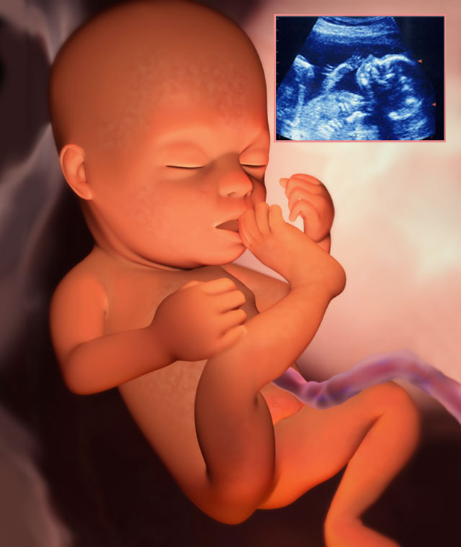 Thai nhi 22 tuần

Việc siêu âm thường được thực hiện cho tất cả chị em bầu bí ở tuần thứ 20-22 của thai kỳ. Nhờ đó, các bác sĩ sẽ xác định được tình trạng khỏe mạnh và bình thường của nhau thai và đồng thời cũng kiểm tra xem bé có phát triển bình thường trong tử cung hay không. Nhịp tim và các chuyển động của cơ thể, cánh tay và chân cũng được nhìn thấy khi siêu âm. Giới tính của bé cũng có thể được xác định ở giai đoạn này.
