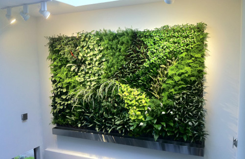 Vườn treo tường mát mắt cho nhà chật - 3