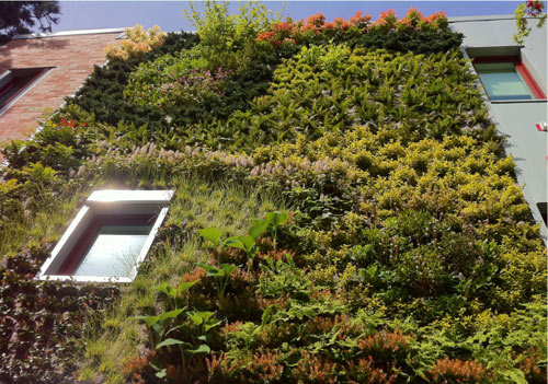 Vườn treo tường mát mắt cho nhà chật - 7