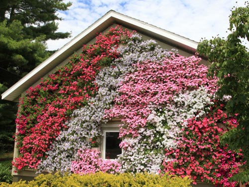 Vườn treo tường mát mắt cho nhà chật - 9