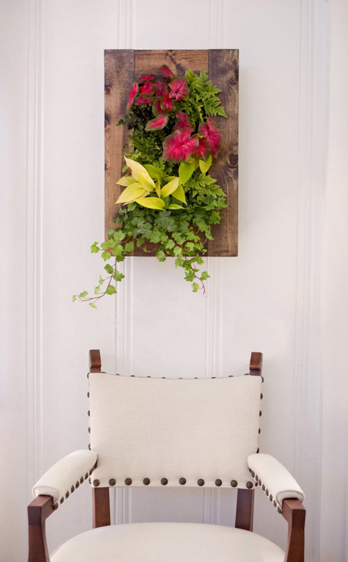 Vườn treo tường mát mắt cho nhà chật - 12