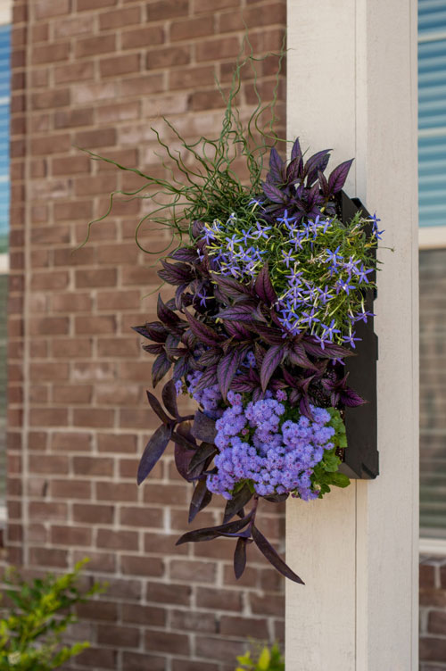 Vườn treo tường mát mắt cho nhà chật - 13