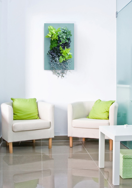 Vườn treo tường mát mắt cho nhà chật - 14