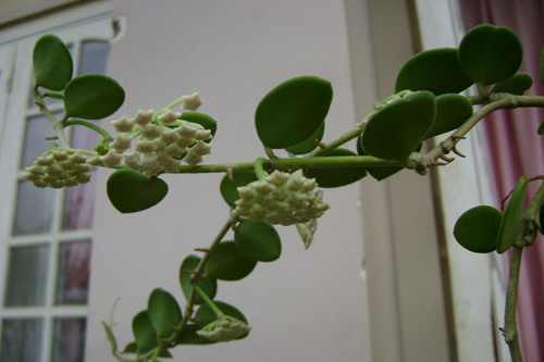 Học cách trồng lan anh đào cho nhà thêm tươi - 3