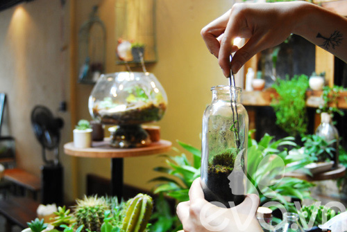 Terrarium: Học cách tự trồng cây trong bình kính - 10